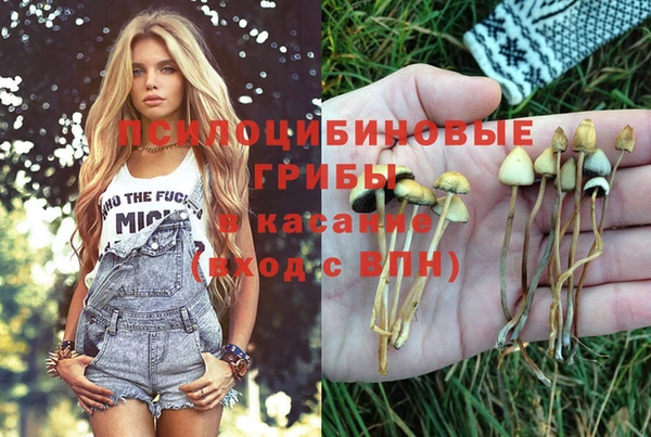 стаф Каменногорск